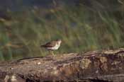 Bird picture, Spotted Sandpiper