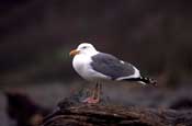 Bird photo, Western Gull