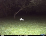 Feral Cat