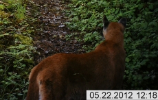 Cougar Closeup