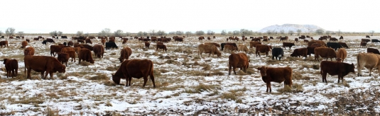 Cows