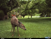 Deer