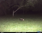 Opossum