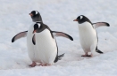 Gentoo Penguins