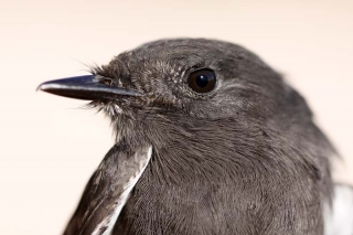 Black Phoebe