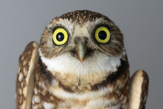 Burrowing Owl