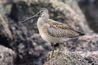 Long-billed Dowitcher