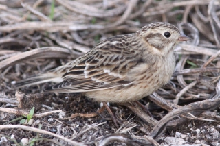 Smith's Longspur
