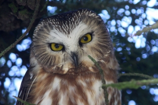 Saw-whet Owl