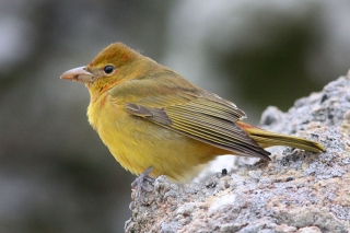 Summer Tanager