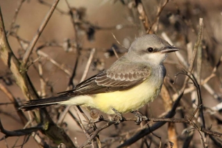 Western Kingbird