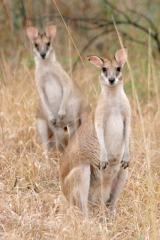 Agile Wallabies