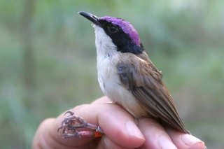 Male Purple-crowned Fairy-Wren