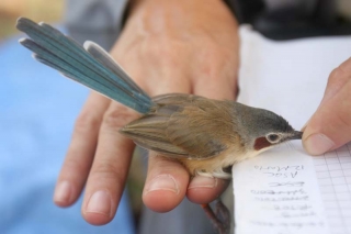 Female Fairy-Wren