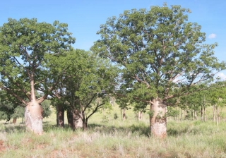 Boab Trees