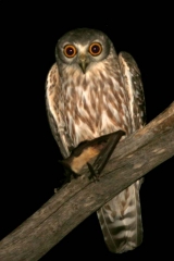 Barking Owl