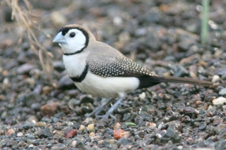 Double-barred Finch