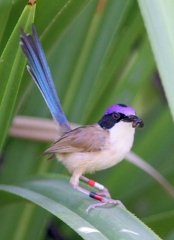 Purple-crowned Fairy-Wren