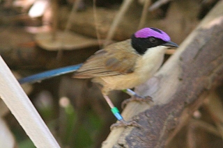 Purple-crowned Fairy-Wren