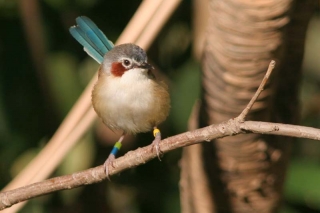 Purple-crowned Fairy-Wren