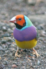 Gouldian Finch