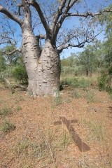 Buried Under a Boab