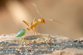 Green Ant