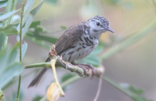 Bar-breasted Honeyeater