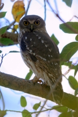 Barking Owl