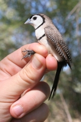 Double-barred Finch