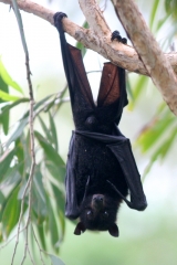 Black Fruit Bat