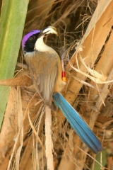 Purple-crowned Fairy-Wren