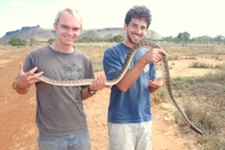 Black-headed Python