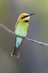 Rainbow Bee-Eater