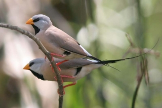 Long-tailed Finches