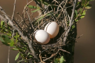 Peaceful Dove Nest