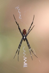 St. Andrews Spider