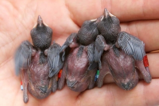 Wren Chicks