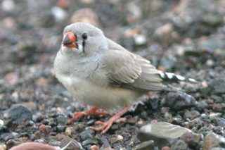 Zebra Finch