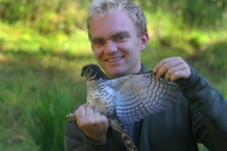 Barred Forest-Falcon