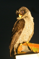 Black-and-white Owl