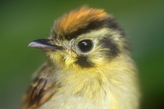 Golden-crowned Spadebill