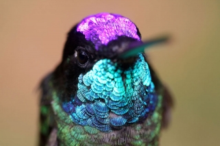 Magnificent Hummingbird