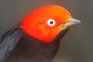 Red-capped Manakin