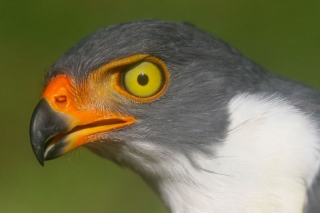 Semiplumbeous Hawk