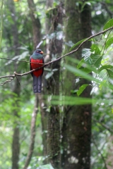 Slaty-tailed Trogon