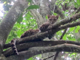 Margay