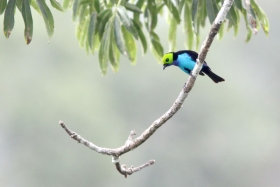 Paradise Tanager