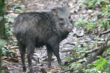 Collared Peccary