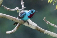 Spangled Cotinga